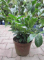 Preview: Prunus laurocerasus 'van Nes' (40-60 cm) - Lorbeerkirsche (Kirschlorbeer)