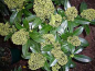 Preview: Skimmia japonica Fragrant Cloud 25-30 cm - Japanische Skimmie Fragrant Cloud