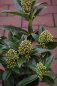 Preview: Skimmia japonica Fragrant Cloud 25-30 cm - Japanische Skimmie Fragrant Cloud