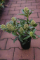 Preview: Skimmia japonica Fragrant Cloud 25-30 cm - Japanische Skimmie Fragrant Cloud