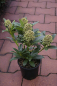 Preview: Skimmia japonica Fragrant Cloud 25-30 cm - Japanische Skimmie Fragrant Cloud