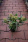 Preview: Skimmia japonica Fragrant Cloud 25-30 cm - Japanische Skimmie Fragrant Cloud