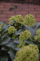 Preview: Skimmia japonica Fragrant Cloud 25-30 cm - Japanische Skimmie Fragrant Cloud