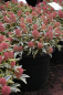 Preview: Skimmia japonica Magic Marlot ® 20-30cm - Japanische Skimmie  Magic Marlot ®