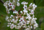 Preview: Viburnum Le Bois Marquis (80-100 cm) - Schneeball
