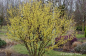 Preview: reichbluehende Kornelkirsche - asiatische Kornelkirsche, Cornus officinalis