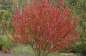 Preview: Cornus offizinalis - Hartriegel