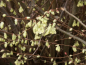 Preview: Corylopsis pauciflora