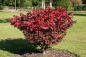 Preview: Euonymus alatus Compactus (30-40 cm) - Kompaktes Pfaffenhütchen (Niedriger Spindelstrauch)