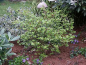 Preview: Euonymus alatus Compactus (30-40 cm) - Kompaktes Pfaffenhütchen (Niedriger Spindelstrauch)