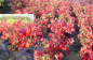 Preview: Euonymus alatus Compactus (30-40 cm) - Kompaktes Pfaffenhütchen (Niedriger Spindelstrauch)