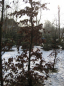 Preview: Fagus sylvatica purpurea, Saemling, Blutbuche