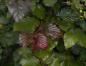 Preview: roter Neuaustrieb der Blutbuche - Fagus sylvaticica purpurea - Saemling