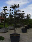 Preview: Fagus sylvatica atropunicea -