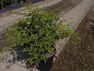Preview: Fagus sylvatica 'Sandrode' - farnblaettrige Zwergbuche