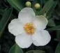 Preview: Die duftende Bluete des Franklinia alatamaha - Franklin Baum,