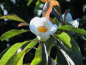 Preview: Franklin Baum - Franklinia alatamaha - gordonia franklinii, Franklin Tree,