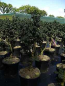 Preview: Zwerg-Esche - Fraxinus excelsior Crispa