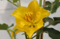 Preview: Fremontodendron californicum California Glory (40-60 cm) gelber Flanell-Strauch, Flanellbusch