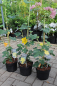 Preview: Fremontodendron californicum California Glory (40-60 cm) gelber Flanell-Strauch, Flanellbusch