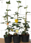 Preview: Fremontodendron californicum California Glory (40-60 cm) gelber Flanell-Strauch, Flanellbusch