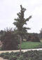 Preview: Ginkgo biloba 'Princeton Sentry' - Faecherblattbaum - Elefantenohrbaum -  Entenfußbaum