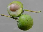 Preview: Ginkgo biloba bot. Art (250-300 cm) - Fächerblattbaum/Elefantenohrbaum/Entenfußbaum