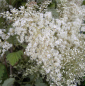 Preview: Scheinspiere - Schaumspiere - Kaskadenstrauch - Holidiscus discolor var. arifolius