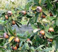 Preview: Mespilus germanica (100-150 cm) - Echte Mispel - Ursprungsart