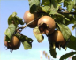 Preview: Mespilus germanica (100-150 cm) - Echte Mispel - Ursprungsart