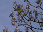 Preview: Blauglockenbaum Blauglockenbäume