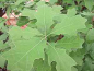 Preview: Quercus ilicifolia 'Nana' (40-60 cm) - Amerikanische Straucheiche