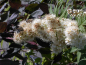 Preview: Sorbaria 'sorbifolia Sem' (40-60 cm) - Niedrige Fliederspiere