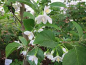 Preview: Styrax japonica 'Emerald Pagoda' (40-60 cm) - Japanischer Schneeglöckchenstrauch