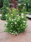 Preview: Viburnum nudum 'Pink Beauty' (25-30 cm) - Schneeball
