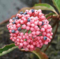 Preview: Viburnum nudum 'Pink Beauty' (25-30 cm) - Schneeball