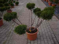 Preview: Juniperus media Mint Julep Bonsai (80-100 cm) - Grüner Strauchwacholder Bonsai