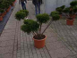 Preview: Juniperus media Mint Julep Bonsai (80-100 cm) - Grüner Strauchwacholder Bonsai