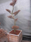 Preview: Larix kaempferii Bonsai (150-175 cm) - Japanischer Lärchen Bonsai