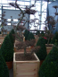 Preview: Larix kaempferii Bonsai (150-175 cm) - Japanischer Lärchen Bonsai