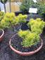 Preview: pinus mugo wintergold formschnitt