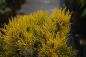 Preview: pinus mugo wintergold