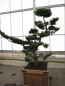 Preview: Pinus thunbergii Bonsai (150-175 cm) Japanische Schwarzkiefer