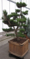 Preview: Pinus thunbergii Bonsai (150-175 cm) Japanische Schwarzkiefer