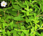 Preview: Cistus salviifolius - Salbeiblättrige Zistrose -