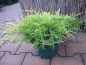 Preview: Juniperus chinensis "Golden Saucer" 25-30