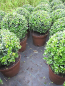 Preview: Buxus sempervirens arborescens Kugel (25-30 cm) - Formschnittgehölz Buchsbaum-Kugel