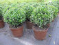 Preview: Buxus sempervirens arborescens Kugel (25-30 cm) - Formschnittgehölz Buchsbaum-Kugel