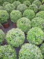 Preview: Buxus sempervirens arborescens Kugel (25-30 cm) - Formschnittgehölz Buchsbaum-Kugel
