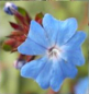 Preview: Ceratostigma 'Griffithii' (15-20 cm) - Burma-Bleiwurz (Hornnarbe)